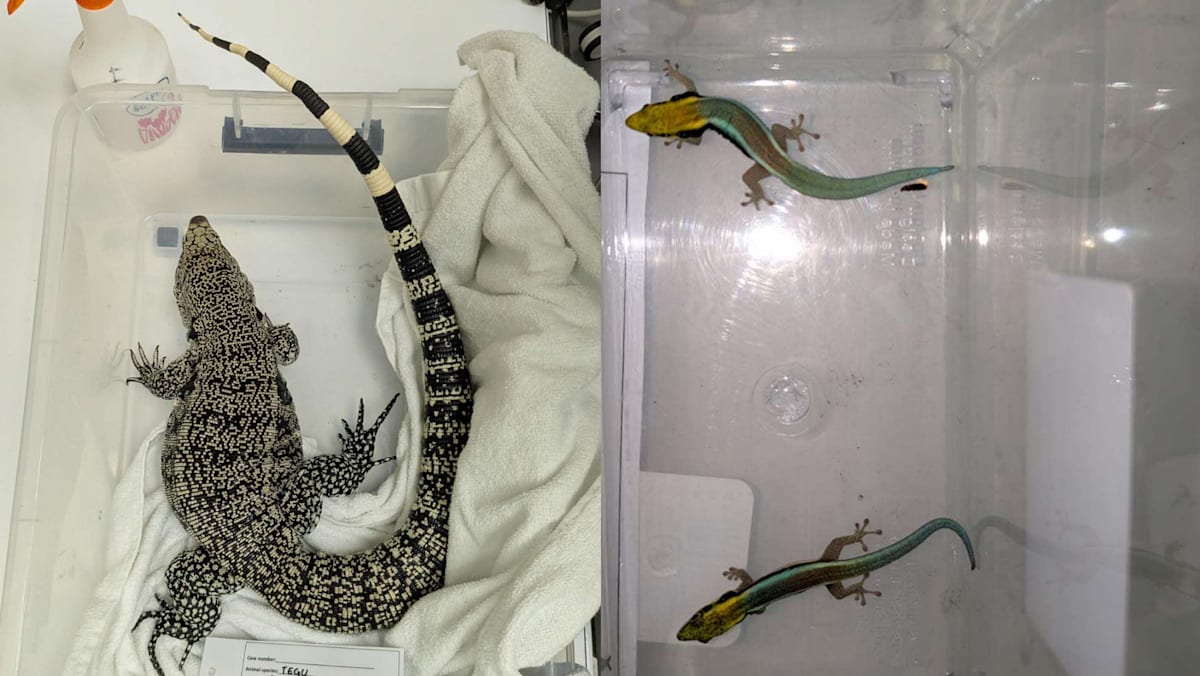 16 wildlife specimens, including endangered species, seized in NParks raids