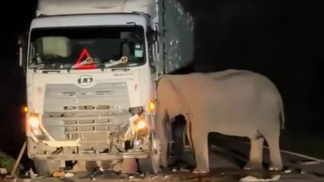 小象过马路遭撞死卷入车底 母象紧挨罗厘死守至天明
