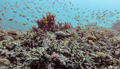 World's coral reefs crossing survival limit: Global experts