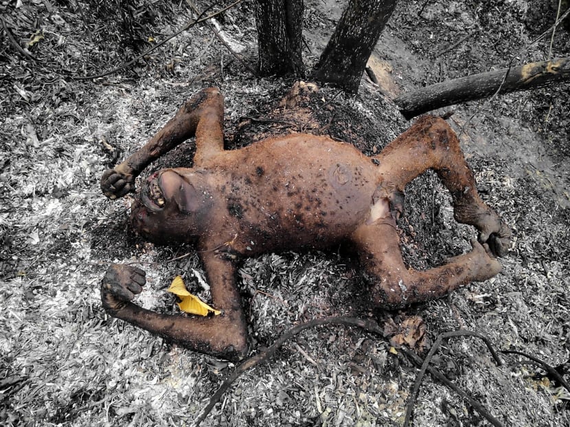 In this undated picture taken late on February 2016 and released by Center of Orangutan Protection on March 3, 2016, shows the body of an orangutan after a forest fire at Kutai National Park in Bontang, East Kalimantan province. Photo: AFP In this undated picture taken late on February 2016 and released by Center of Orangutan Protection on March 3, 2016, shows the body of an orangutan after a forest fire at Kutai National Park in Bontang, East Kalimantan province. Photo: AFP