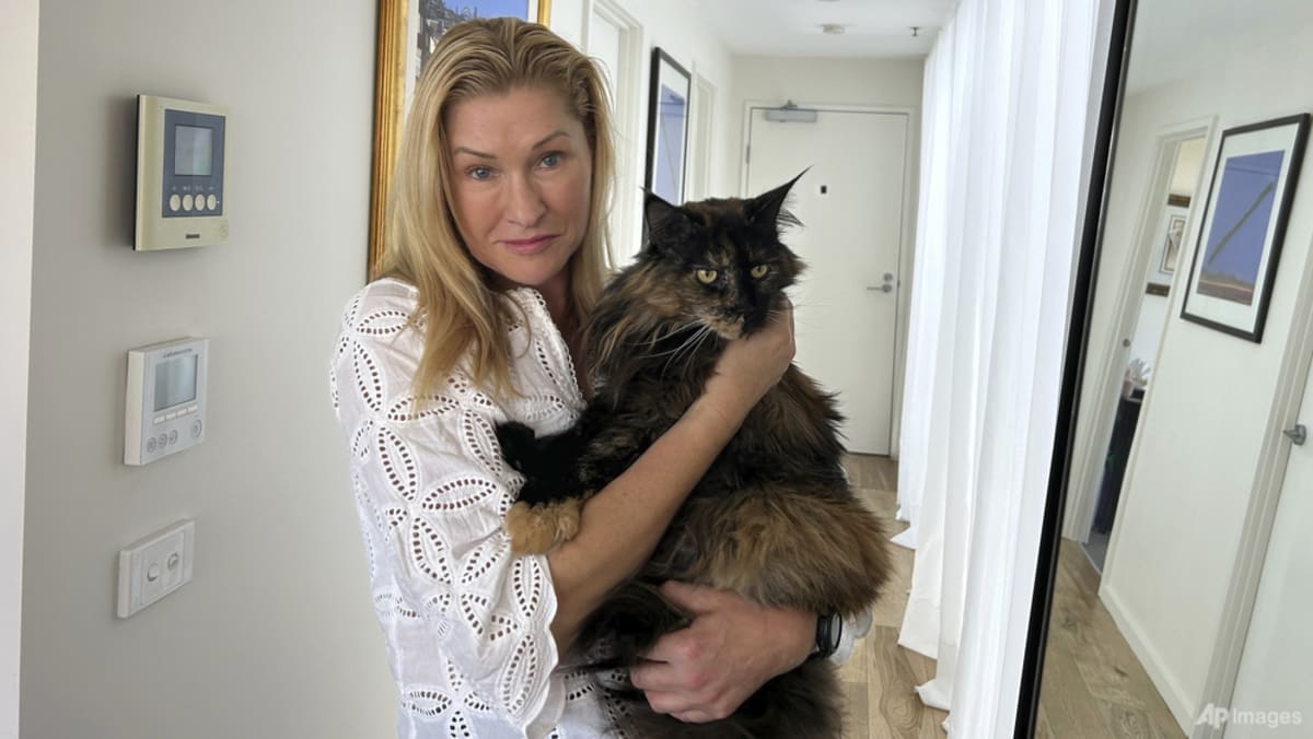 Cat becomes accidental frequent flyer after getting mistakenly left on Air New Zealand flight