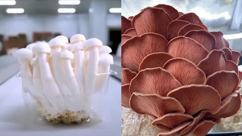Looking for cheaper mushrooms? You may soon get them from Singapore’s newest farm that taps AI Looking for cheaper mushrooms? You may soon get them from Singapore’s newest farm that taps AI