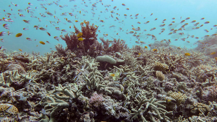 World's coral reefs crossing survival limit: Global experts World's coral reefs crossing survival limit: Global experts