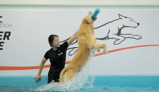 This gym in Singapore gives dogs a good workout