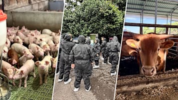 We Became Pork & Beef Farmers For A Day in Jeju, And This Was What Happened