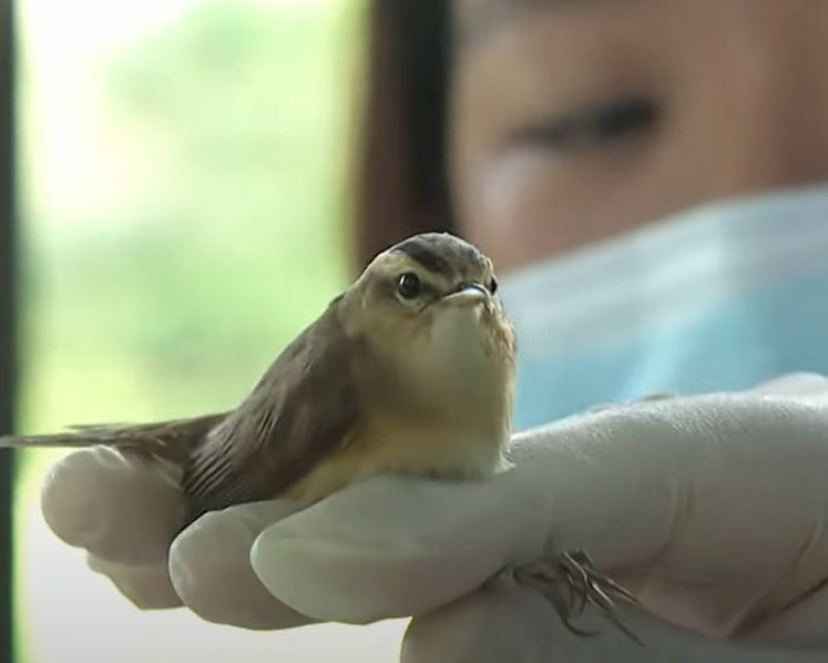 Singapore creating transmission model to predict potential spread of bird flu