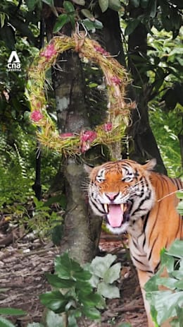 How Rainforest Wild Asia’s animals celebrate Christmas