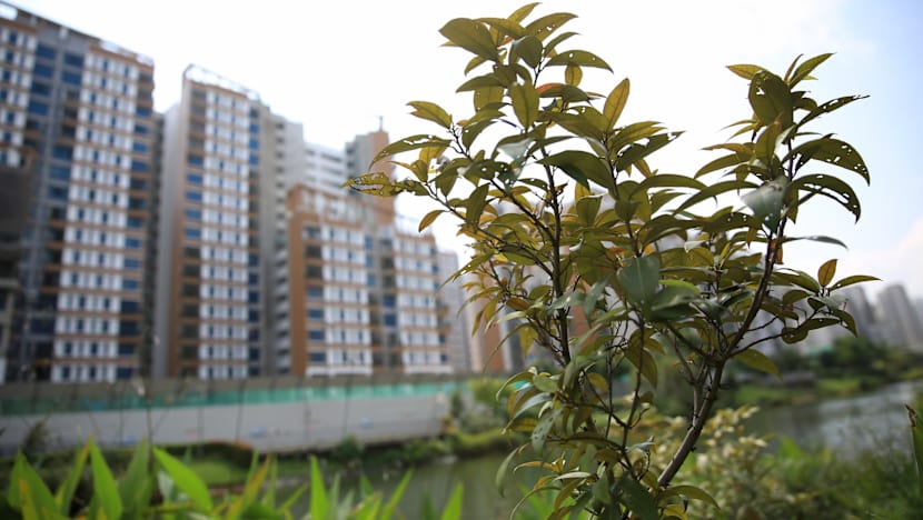 Biodiversity thriving on artificial Punggol waterway