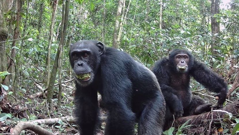 Wild chimps eating fermenting fruit get a surprising slug of alcohol