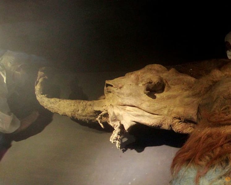 RNA recovered from Siberian mammoth that died 39,000 years ago