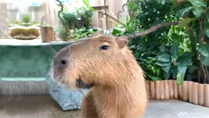 Capybara Fast Fasts | CNA Lifestyle