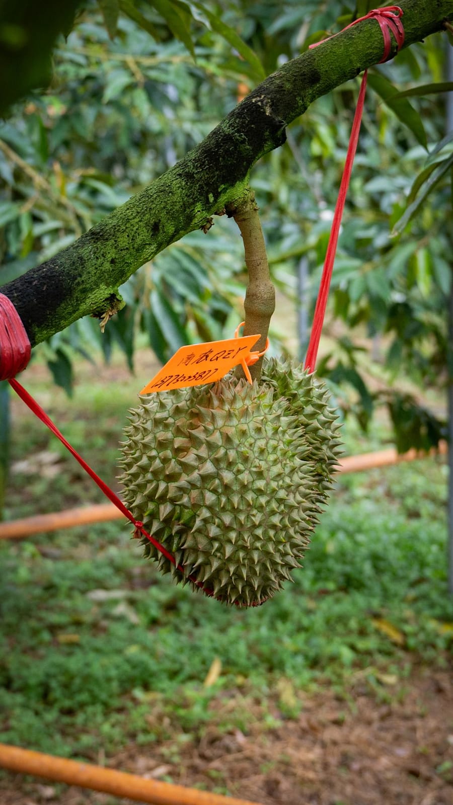 Can China grow its own durians?