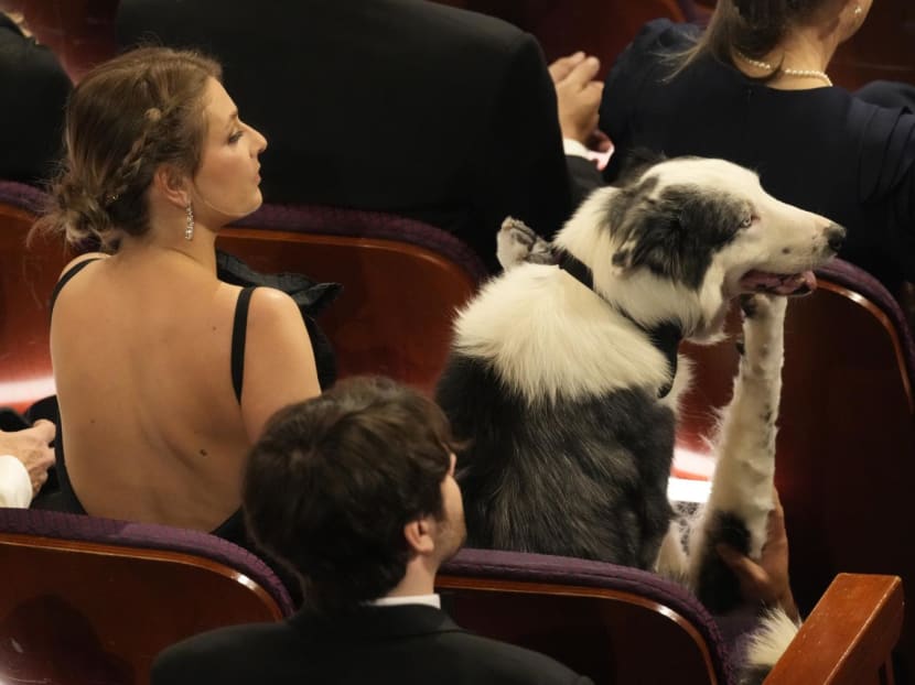 Messi the celebrity dog made it to the Oscars. Here's how the show pulled off his clapping cameo