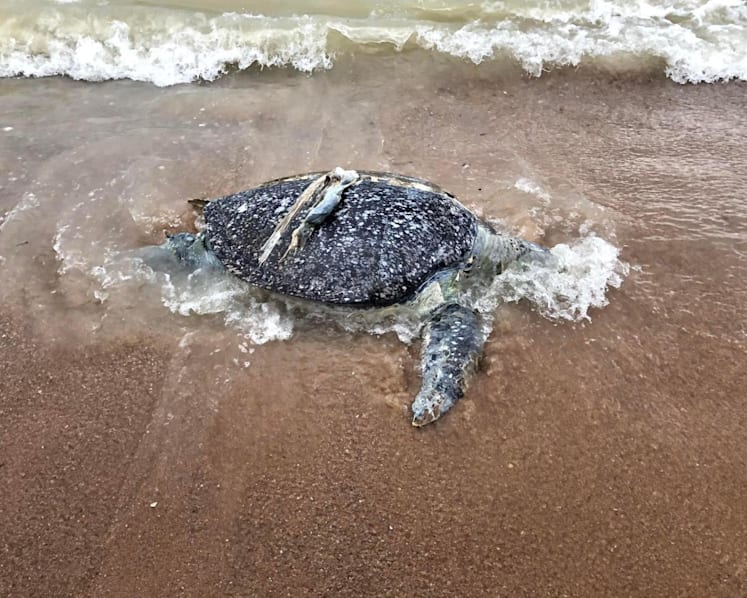 Dead sea turtle in Thailand shines spotlight on environmental impact of Loy Krathong festival