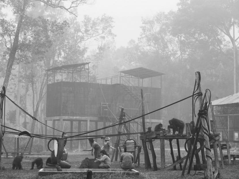 Orangutans feed and play in a haze-covered playground at the Borneo Orangutan Survival Foundation near the central Kalimantan town of Palangkaraya on Friday. As bad as the air may be in Singapore or Kuala Lumpur, it’s positively apocalyptic in places like Kalimantan where the pollution index reached nearly 2,000 last month. Photo: Reuters Orangutans feed and play in a haze-covered playground at the Borneo Orangutan Survival Foundation near the central Kalimantan town of Palangkaraya on Friday. As bad as the air may be in Singapore or Kuala Lumpur, it’s positively apocalyptic in places like Kalimantan where the pollution index reached nearly 2,000 last month. Photo: Reuters