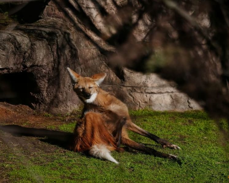 Argentina to return two rare maned wolves to the wild