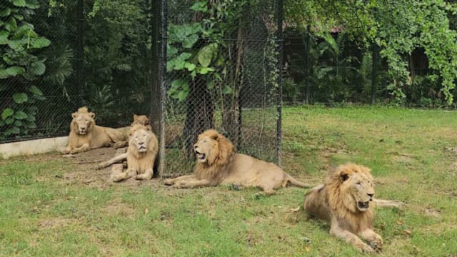 泰国狮子咬死饲养员 当局将调查全国动物园经营者