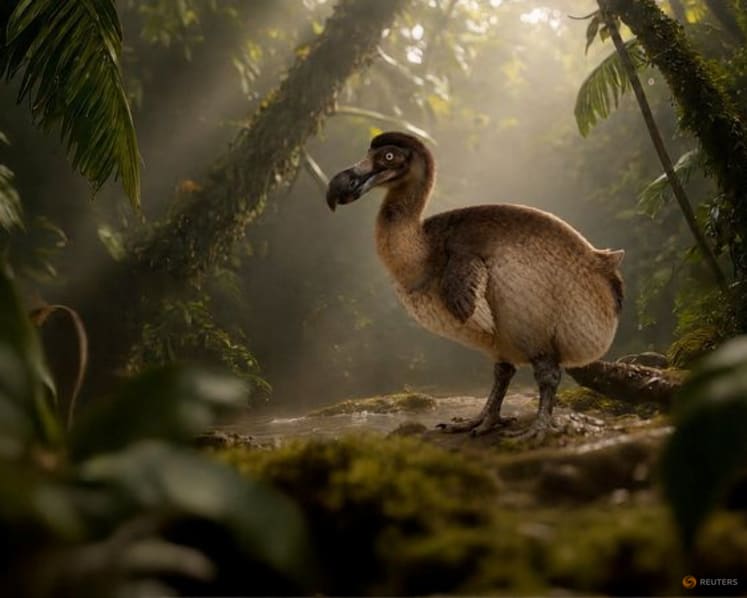 US company announces progress toward resurrecting the extinct dodo