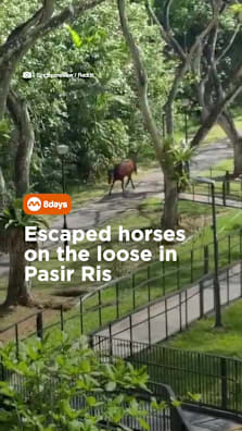 Even the horse out for last minute house visiting in Pasir Ris #8dayssg #8dayssgtrending #horse #pasirris #sgtiktok 