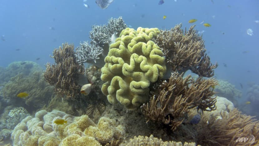 Commentary: The Great Barrier Reef is dying and that's the tipping point of global warming Commentary: The Great Barrier Reef is dying and that's the tipping point of global warming