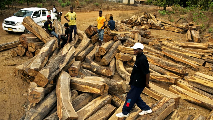 ‘Rosewood importer failed to prove there was foreign buyer’