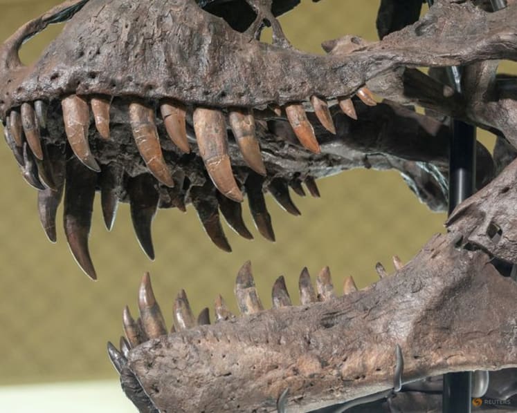 Tooth study shows T. rex was warmblooded, with human-like temperature