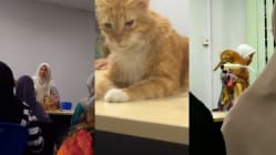 Related article image