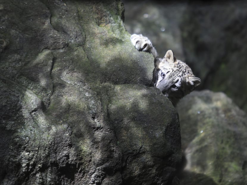 Snow leopard born in Bronx Zoo makes debut