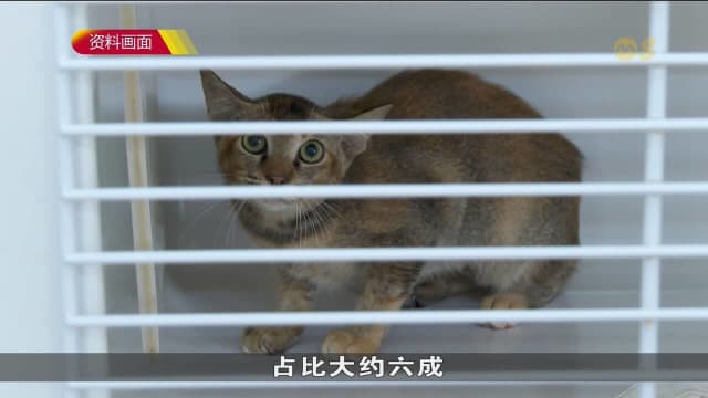 口试练习：虐待动物案创12年来新高