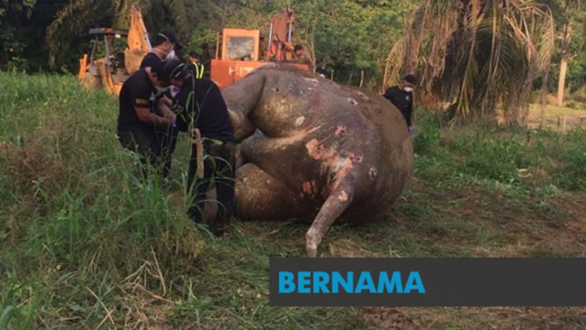 Peluru tembus tengkorak punca kematian gajah pygmy Peluru tembus tengkorak punca kematian gajah pygmy