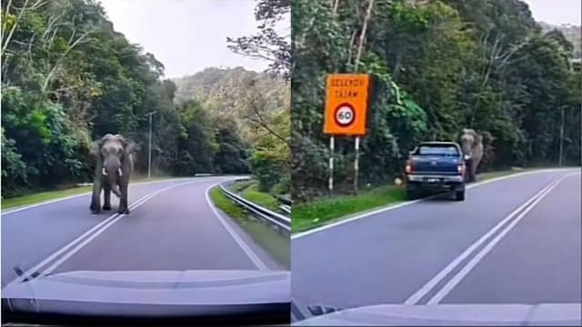 野象突然冲上马路 吉兰丹司机临危倒车避险
