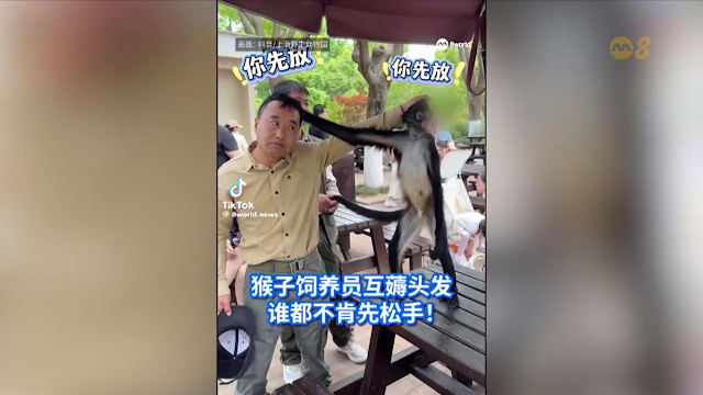 狮城有约 | 8分看视界：一人一猴互抓头发走红 印度男子高空坠落奇迹生还