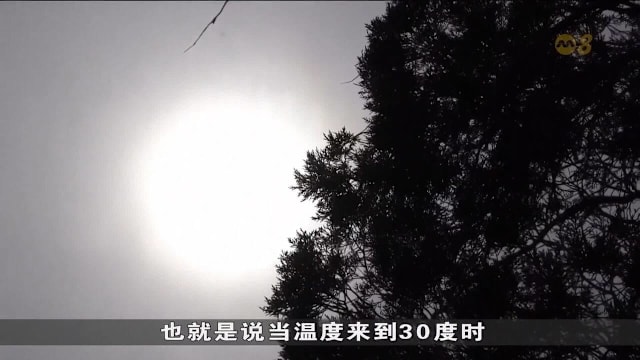 研究：气温越高 美国人摄入越多甜饮和冰冻甜品