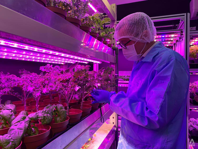 A manufacturer and a food caterer among new players feeding Singapore’s urban farming boom