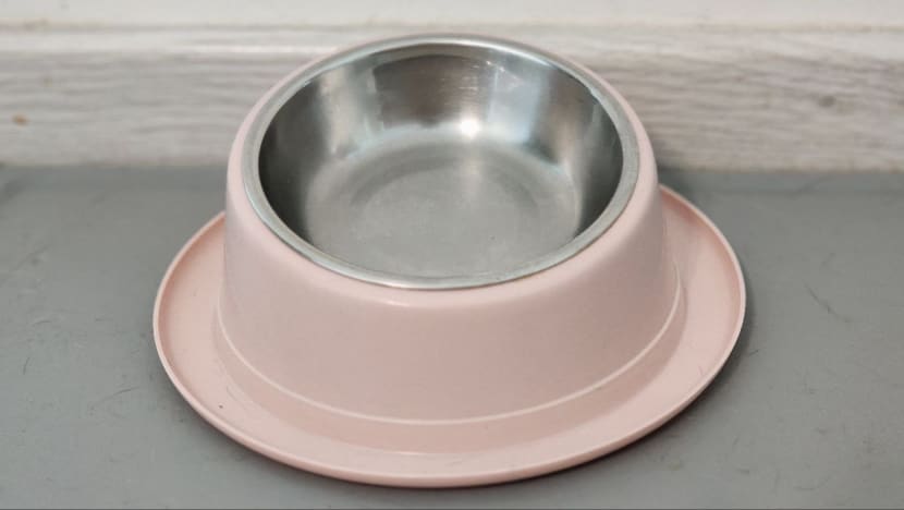 Man charged with failing to give pet cat enough food and water, resulting in its death