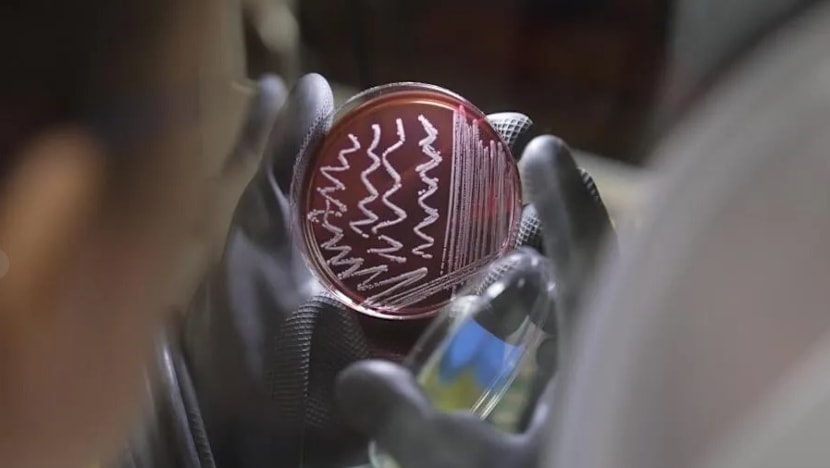 குடலில் இருக்கும் நுண்ணுயிர் - அதைப் பற்றி என்ன தெரிந்துகொள்ளவேண்டும்?