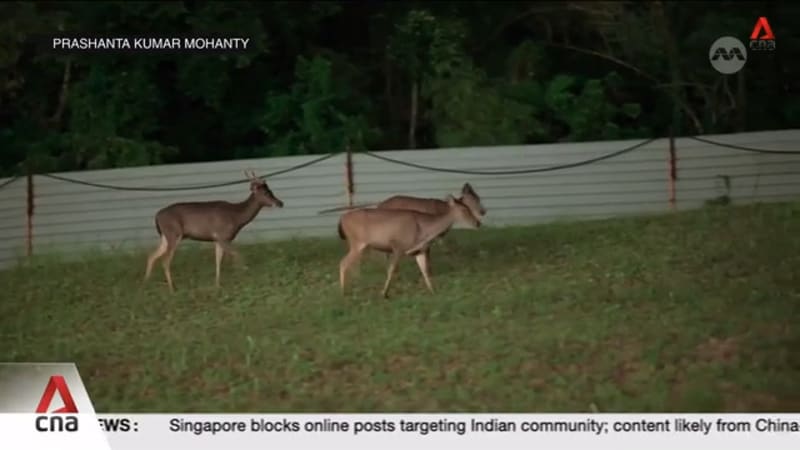 Growing numbers of sambar deer creating new challenges for coexistence in urban landscape 