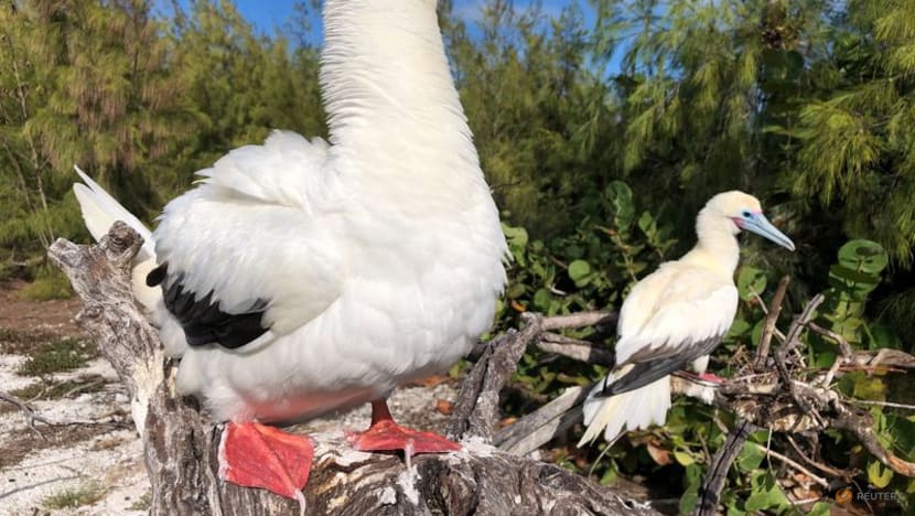 SpaceX rocket cargo project puts Pacific seabirds in jeopardy SpaceX rocket cargo project puts Pacific seabirds in jeopardy