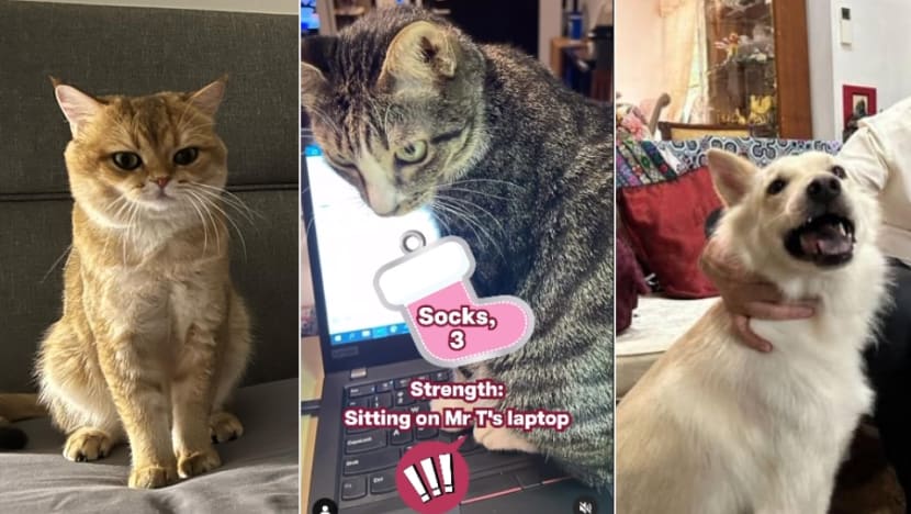 Commentary: Why are voters interested in the pets of Singapore’s presidential candidates?