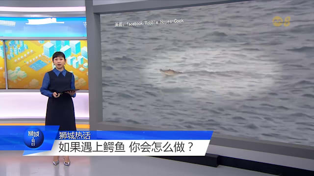 狮城有约 | 鳄鱼隐秘难发现 逃离“鳄”口有窍门