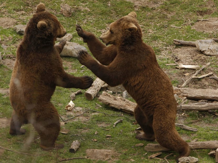Shelter at Croat village provides haven for brown bears