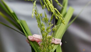 Japan supermarket rice prices up for 16th straight week, imports seen jumping