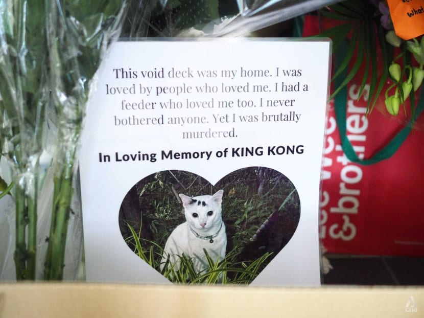 CCTVs, knocking on doors: What else will it take to nab community cat abusers?