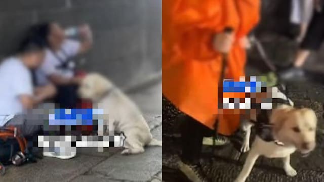 带导盲犬爬泰山不顾安危 中国盲人夫妻遭网民痛骂