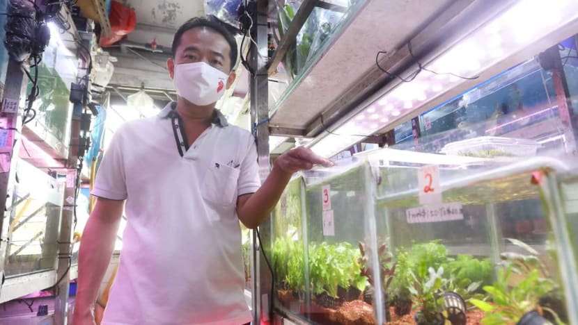 Unable to travel, some young people turn to aquascaping in fish tanks as a different way to escape