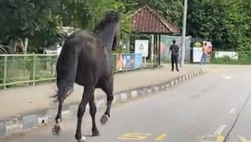 Runaway horse spotted in Bukit Timah, captured 'minutes' after its escape