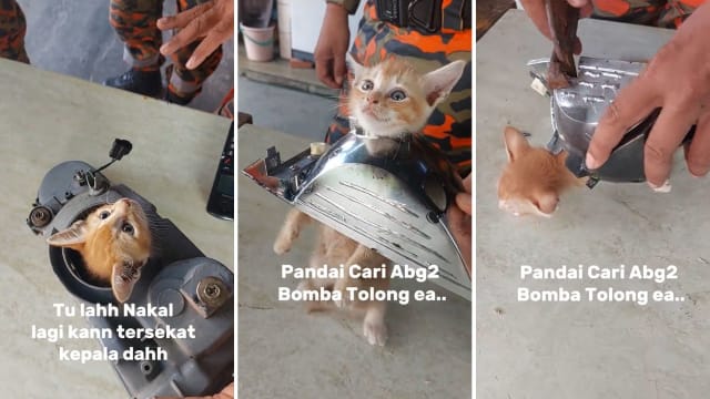 调皮橘猫卡进车头灯 马国猫主急奔消防局求援