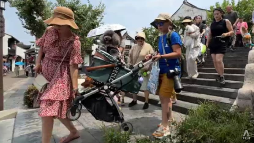 ‘I treat my pet like my child’: More in China travel with their furkids as pet industry booms ‘I treat my pet like my child’: More in China travel with their furkids as pet industry booms