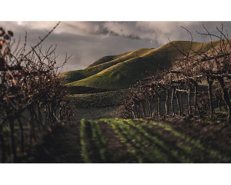 How climate change is affecting the taste and structure of the wines you drink