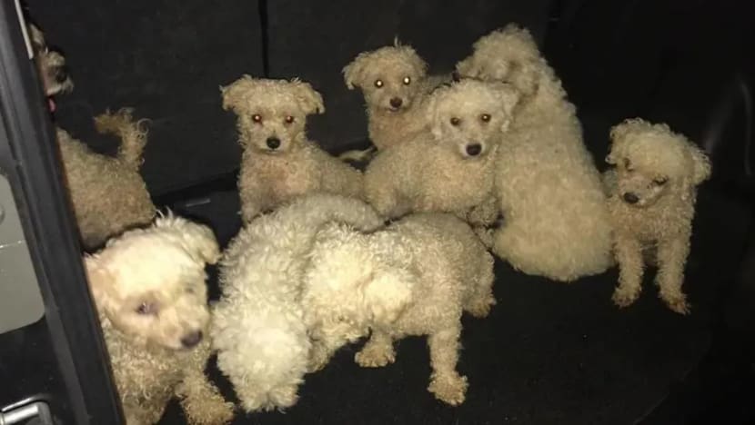 Woman on trial for not taking sick dogs to vet; 14 of her 60 dogs later died
